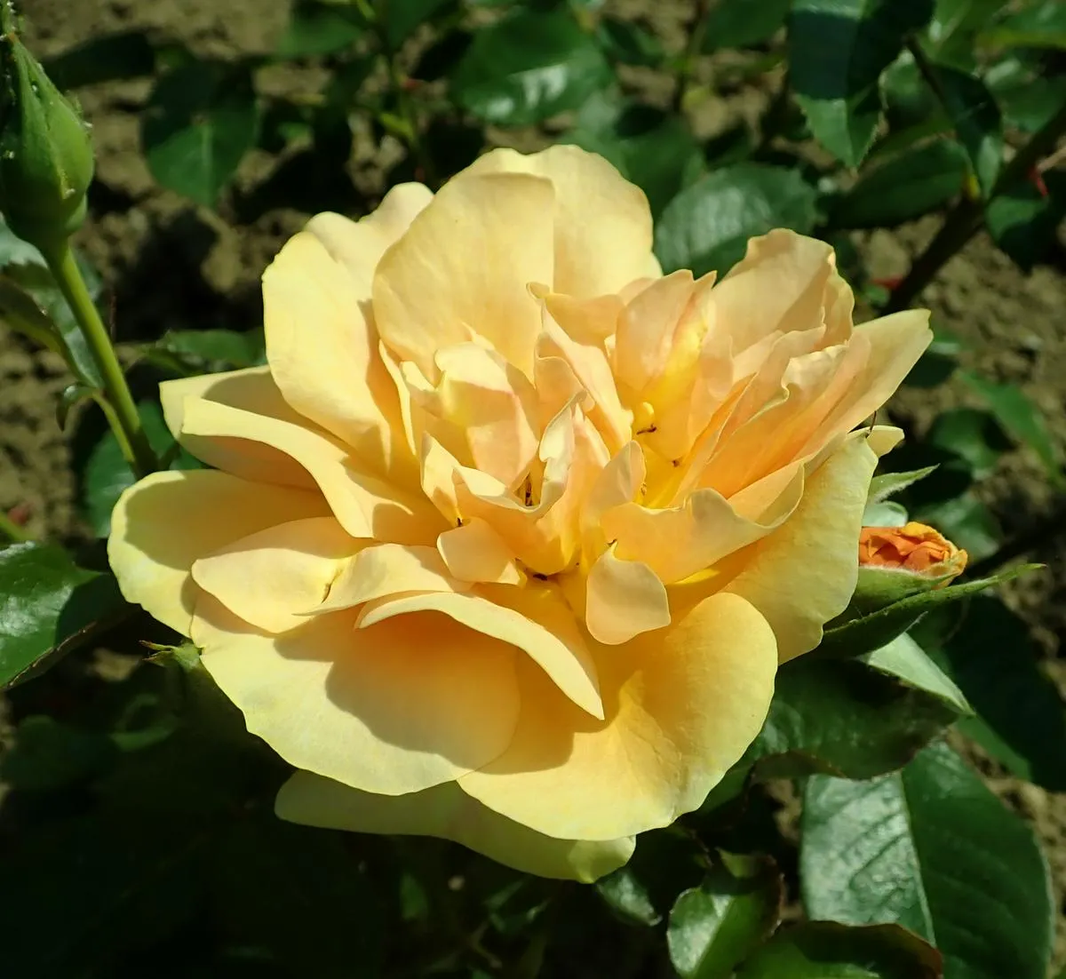 Anne Cocker