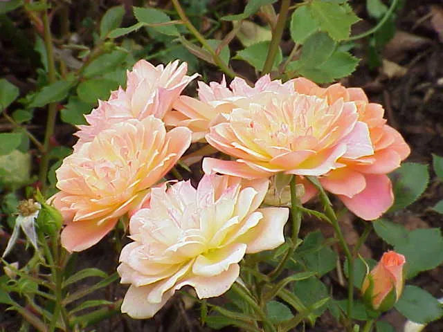 Anne Cocker