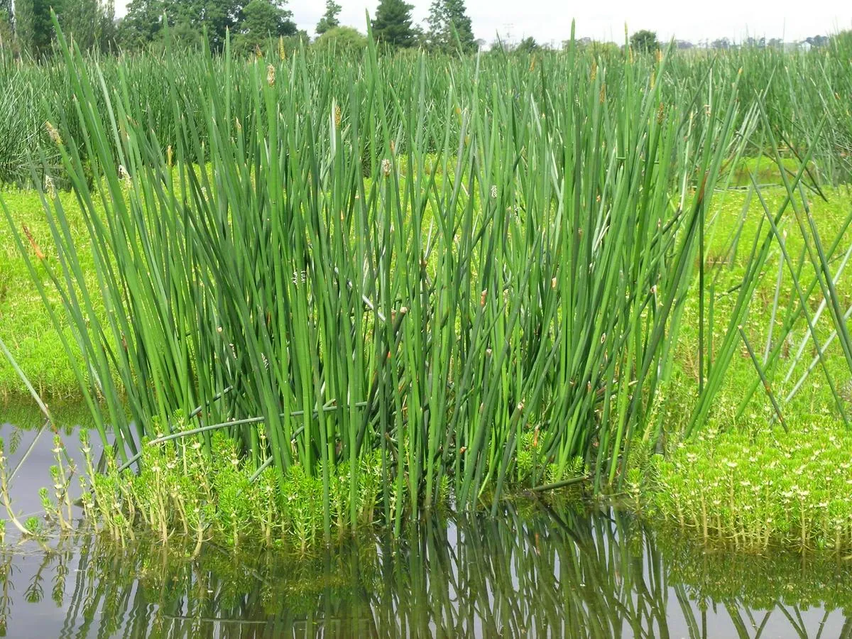 Ihenga