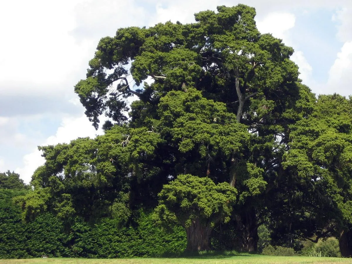 Ihenga