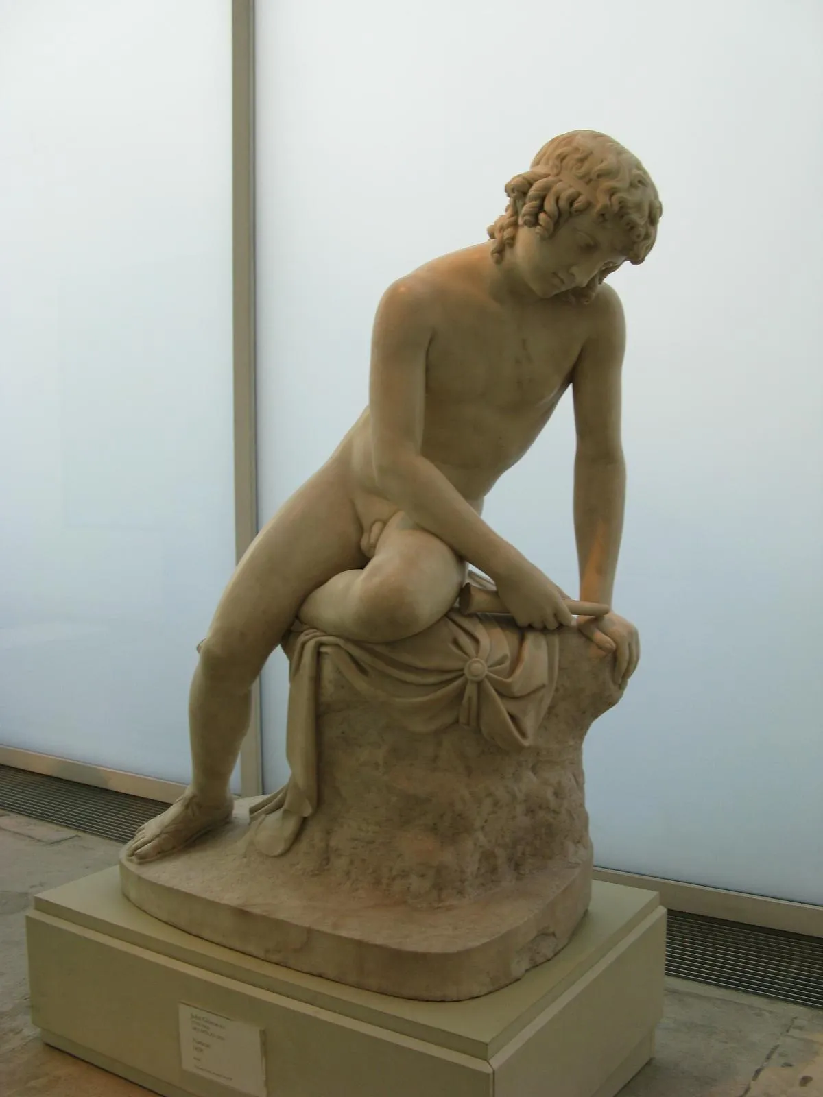 Narcissus