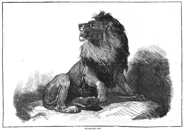 Thomas Macarte