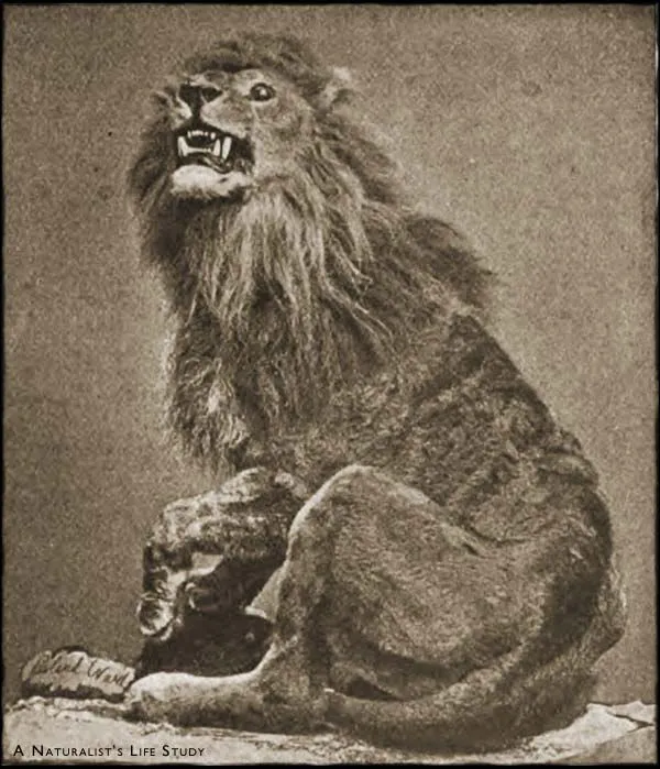 Thomas Macarte