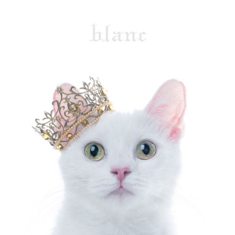 BEST SELECTION “blanc”